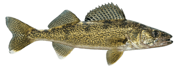 se