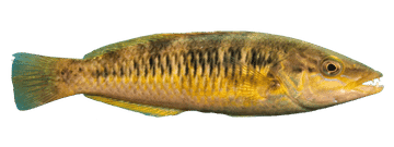 snt