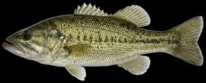 Alabama Bass