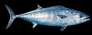 Atlantic bonito