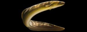 American eel