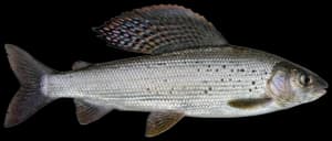 Arctic Grayling