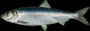 Atlantic Herring