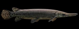 Alligator Gar