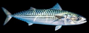 Atlantic mackerel