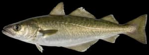 Atlantic Pollock