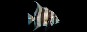 Atlantic spadefish