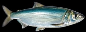 American shad