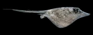 Atlantic stingray