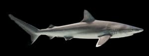 Atlantic sharpnose shark