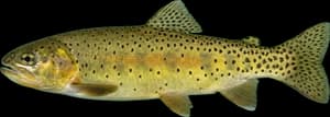 Apache Trout