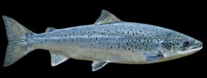 Atlantic salmon