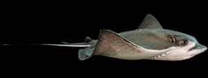 Bat ray
