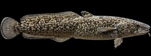 Burbot