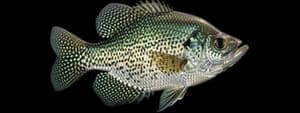 Black crappie
