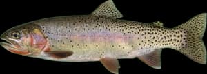 Bonneville cutthroat trout
