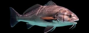 Black drum