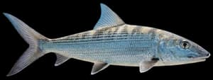 Bonefish