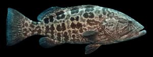 Black Grouper