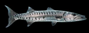 Barracuda (kaku)