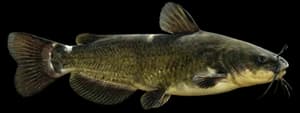 Black bullhead