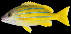 Bluestripe Snapper