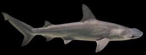 Bonnethead