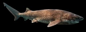 Broadnose sevengill shark