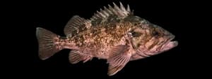 Brown Rockfish