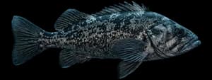 Black rockfish
