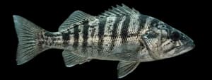 Barred sand bass