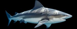 Bull shark