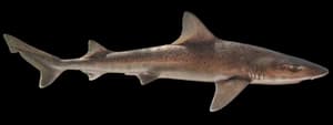 brown smoothhound