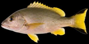 Blacktail Snapper