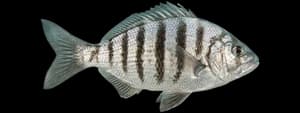 Barred surfperch