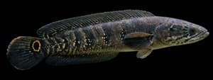 Bullseye Snakehead