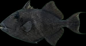 Black Triggerfish