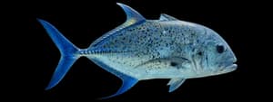 Bluefin trevally