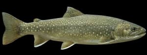 Bull Trout
