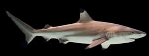 Blacktip shark