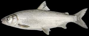 Bonneville Whitefish