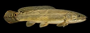 Bowfin