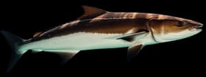 Cobia