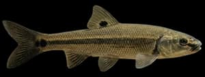 Creek chub
