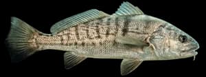 California corbina