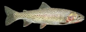 Coastal Cutthroat Trout