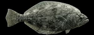 California halibut