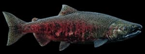 Chinook salmon