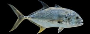Crevalle jack