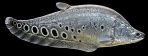 Clown knifefish
